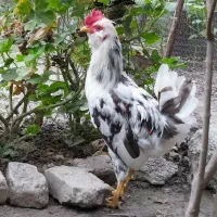 خروس گلین اصل/معاوضه هم دارم