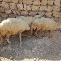 گوسفند