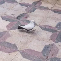 کبوتر سینه و دمی|پرنده|فسا, |دیوار