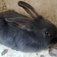 خرگوش دورگه
