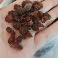 کشمشدرجهیک|خوردنی و آشامیدنی|ماهدشت, |دیوار