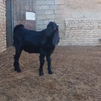 بزغاله نر|حیوانات مزرعه|فرمهین, |دیوار