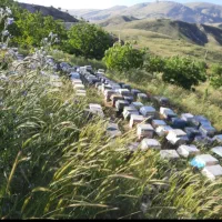زنبور عسل