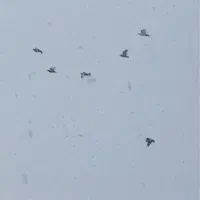 ۶تا دورگ|پرنده|بجنورد, |دیوار