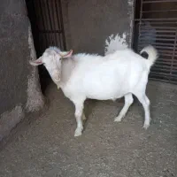 بز نر سالم و چاق