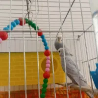 مرغ عشق|پرنده|نوشین شهر, |دیوار