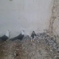 کبوترمخملی ورنگی|پرنده|کازرون, |دیوار