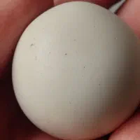 سنگ اصل آسیاب الماس|کلکسیون اشیاء عتیقه|تهران, جوانمردان (اندیشه)|دیوار