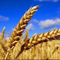 دو تن گندم آبی