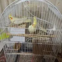 عروس هلندی|پرنده|چناران, |دیوار