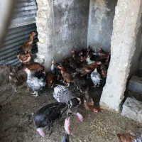 مرغ رسمی جوان تخم گذار