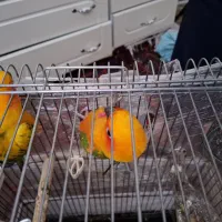 جفت نر و ماده طوطی خورشیدی
