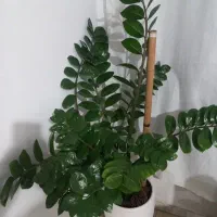 گل زاموفیلیا