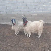 بز ترکی روزگاری،میش،بره،بزغاله|حیوانات مزرعه|مبارکه, |دیوار