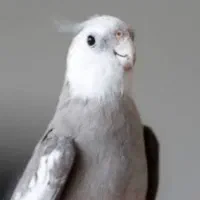 عروس هلندی وایت فیس مولد دو جفت