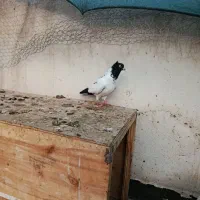 کبوتر .قناری