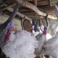 بوقلمون طبیعی