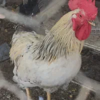 خروس جوان