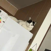 واگذاری رایگان گربه|گربه|شاهین‌شهر, مسکن مهر|دیوار