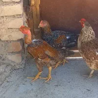 دو عدد خروس معاوضه با قاز نر بالق