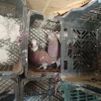 کفتر تهرانی