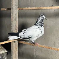 4عدد جوجه کبوتر باهم دونیه ۲۵۰