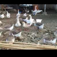 قوغاز۲ساله|حیوانات مزرعه|ساری, |دیوار