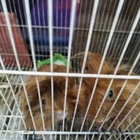 خوکچه هندی فشن یک جفت|موش و خرگوش|مشهد, عامل|دیوار