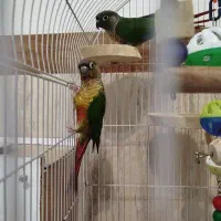 جفت گرینچیک