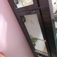 قفس MDF پرنده|لوازم جانبی حیوانات|شاهینشهر, گرگاب|دیوار