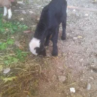 گوسفند داشتی|حیوانات مزرعه|دزفول, |دیوار