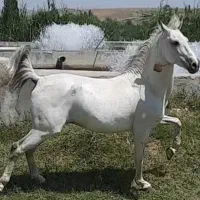 اسب کرد مدارک دار|اسب و تجهیزات اسبسواری|مشگین شهر, |دیوار