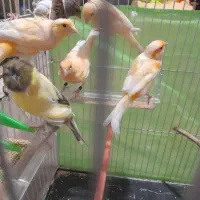 قناری سره، سره قناری عروس هلندی مرغ عشق پروانه ای