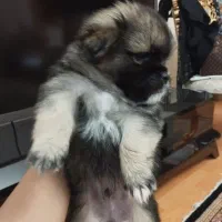 توله سگ|سگ|تبریز, |دیوار