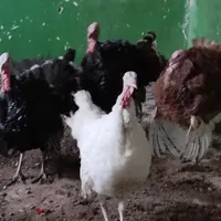 چهار عدد بوقلمون نر طبیعی|حیوانات مزرعه|سراب, |دیوار