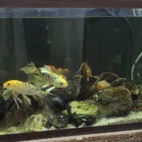 ماهی کوی سالم