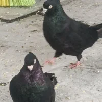 سیاه آبادانی