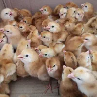 جوجه،مرغ محلی،دان و لوازم مرغداری(جوجه سرا)|حیوانات مزرعه|کرمان, |دیوار