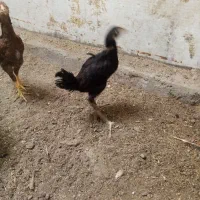 جوجه مرغ|پرنده|مشهد, ویلاشهر|دیوار