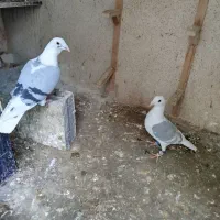کبوتر فروشی|حیوانات|مشهد, کوی دروی|دیوار