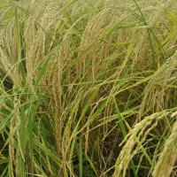 شالی دمسیاه