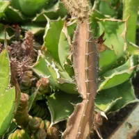 اگاو کاکتوس|گل و گیاه طبیعی|ری, هاشمآباد|دیوار