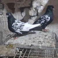 کله سفید یاکربلایی و پرش