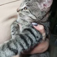 واگذاری رایگان گربه نر و ماده