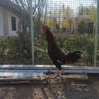 سلام دو عدد خروس لاری