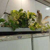 گل گلدان|گل و گیاه طبیعی|تربتحیدریه, رضاشهر|دیوار