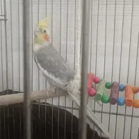 عروس هلندی|پرنده|قم, حاج زینل|دیوار