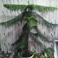 گل طبیعی کاج مطبق