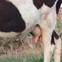 گاو هلشتیان|حیوانات مزرعه|انزل, |دیوار