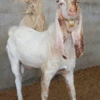 بز نر بز پاکستانی گلابی سانن میش بره قوچ|حیوانات مزرعه|تهران, مشیریه|دیوار